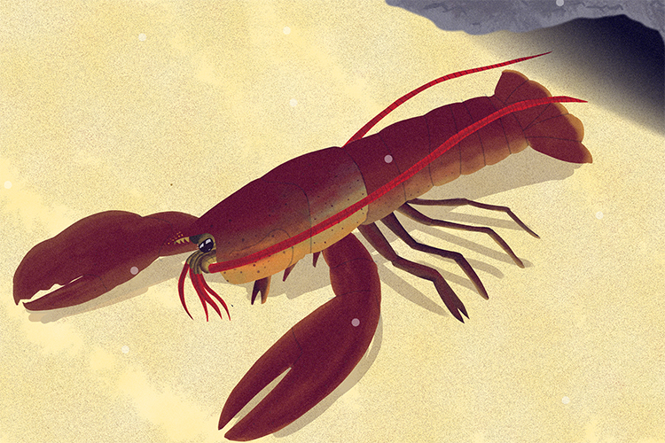 Graphic of a lobster part of the crustacean group these comonly have ten legs and found in burrows on the sea floor